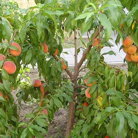 Σπίτι διακοπών Karavan *